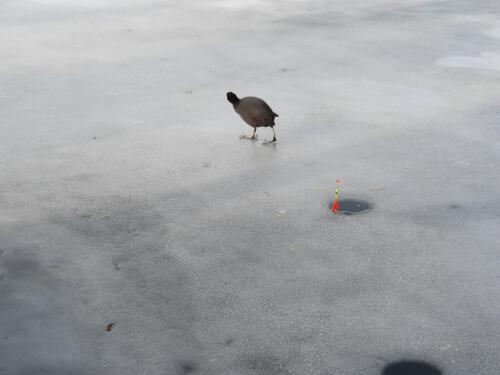 Neugieriger Vogel beim Eisangeln